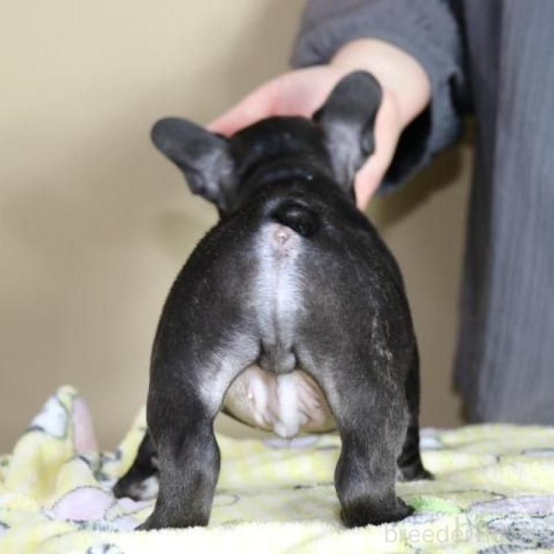 販売中の神奈川県のフレンチブルドッグ-440178の5枚目