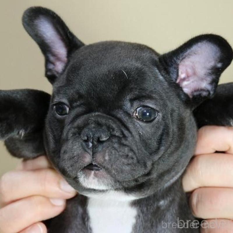 販売中の神奈川県のフレンチブルドッグ-440178の4枚目