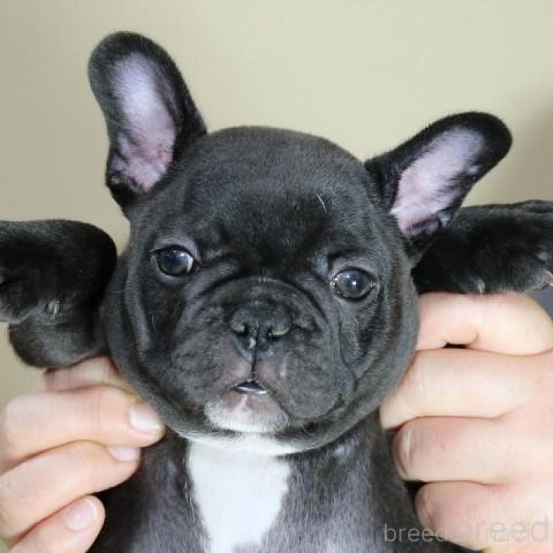 販売中の神奈川県のフレンチブルドッグ-440178の3枚目