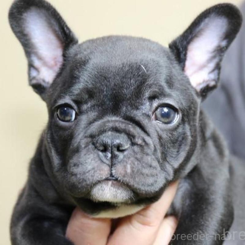 販売中の神奈川県のフレンチブルドッグ-440178の2枚目