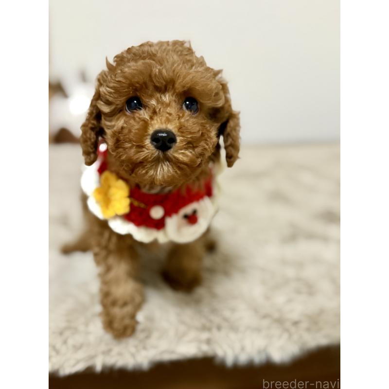 商談中の千葉県のトイプードル-432895の7枚目