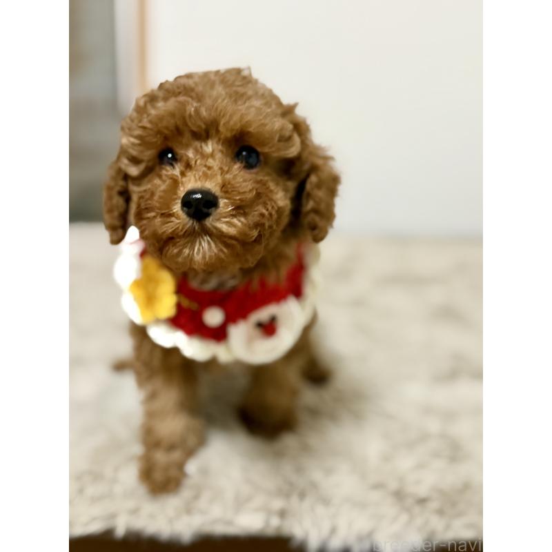 商談中の千葉県のトイプードル-432895の6枚目