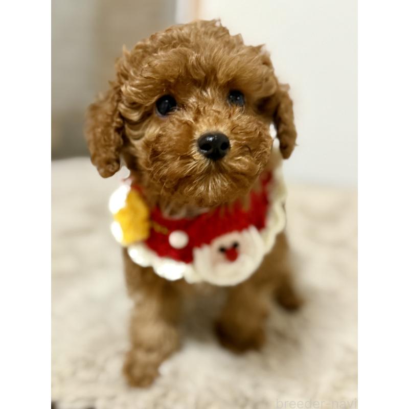 商談中の千葉県のトイプードル-432895の5枚目