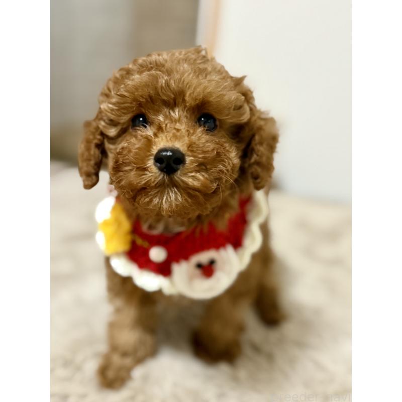 商談中の千葉県のトイプードル-432895の4枚目