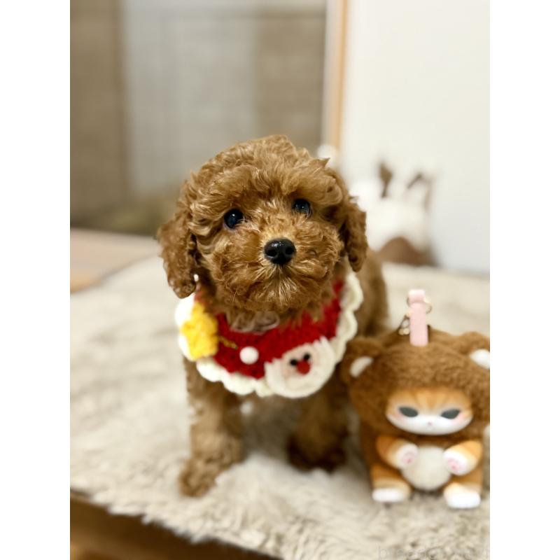 商談中の千葉県のトイプードル-432895の2枚目