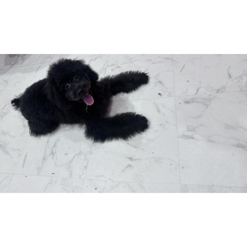 販売中ののトイプードル-406805