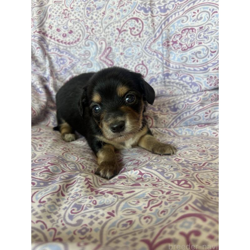 販売中の愛知県のチワックス:チワワ×ミニチュアダックスフンド-440179の1枚目