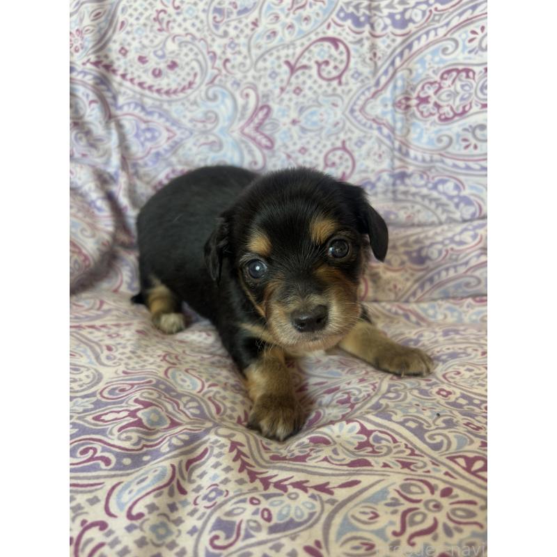 販売中の愛知県のチワックス:チワワ×ミニチュアダックスフンド-440179の4枚目