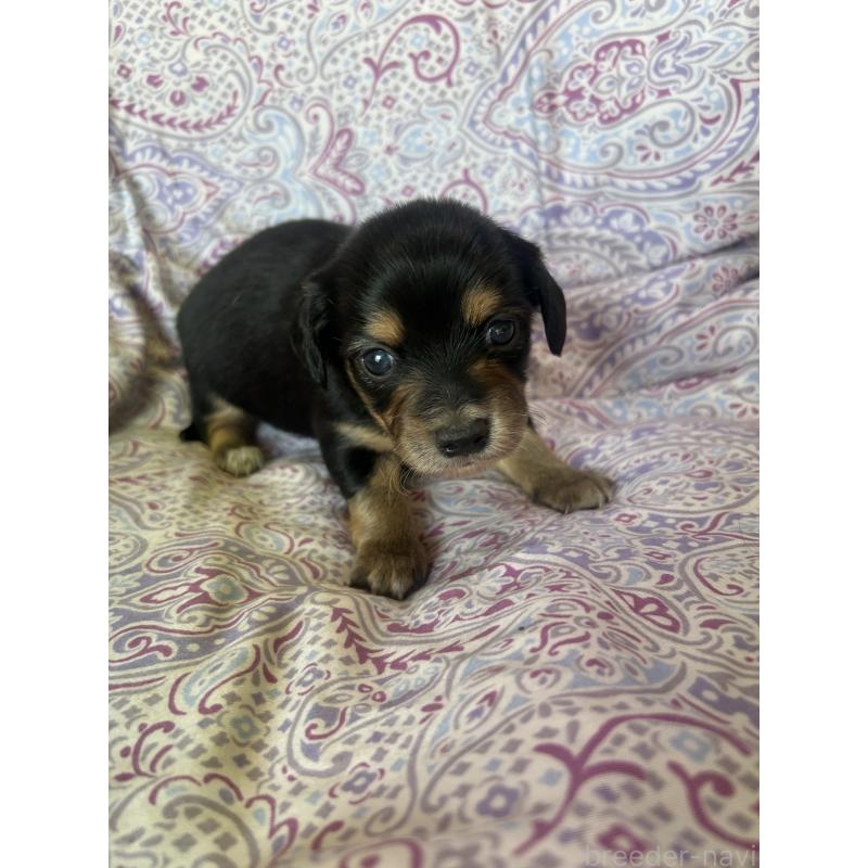 販売中の愛知県のチワックス:チワワ×ミニチュアダックスフンド-440179の3枚目