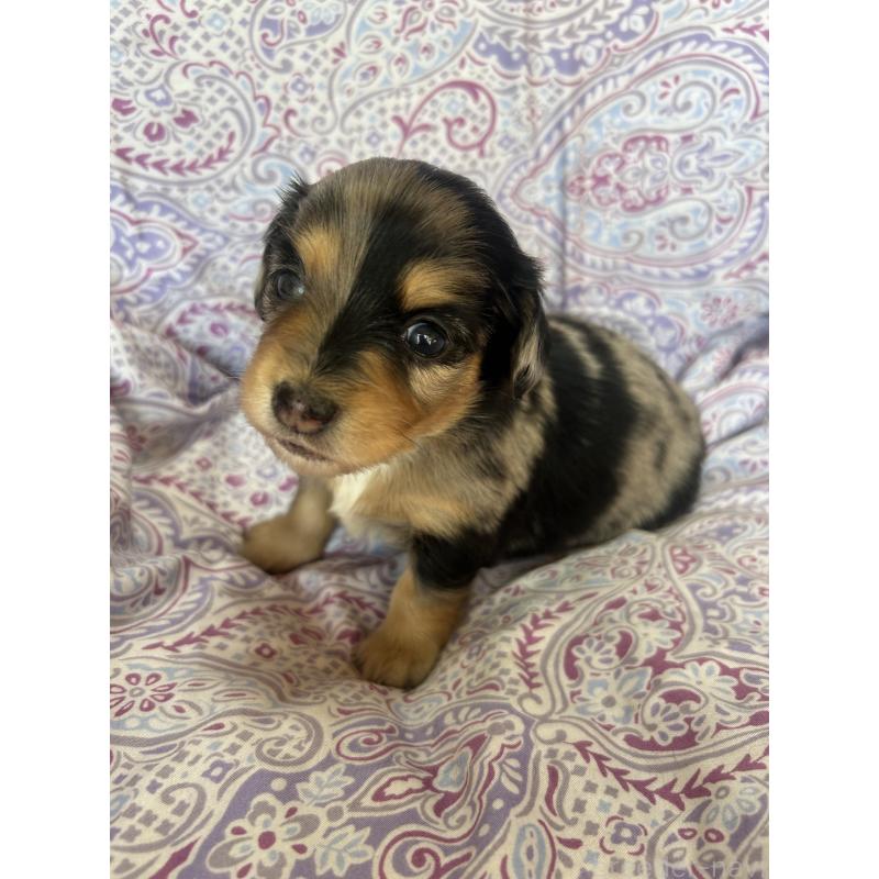 販売中の愛知県のチワックス:チワワ×ミニチュアダックスフンド-440180の6枚目