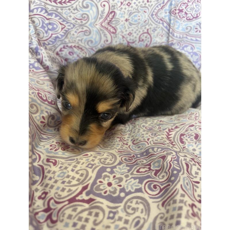 販売中の愛知県のチワックス:チワワ×ミニチュアダックスフンド-440180の5枚目