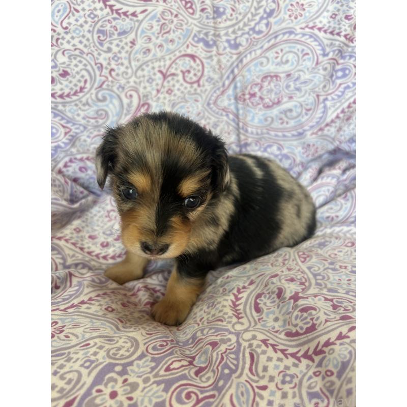 販売中の愛知県のチワックス:チワワ×ミニチュアダックスフンド-440180の3枚目