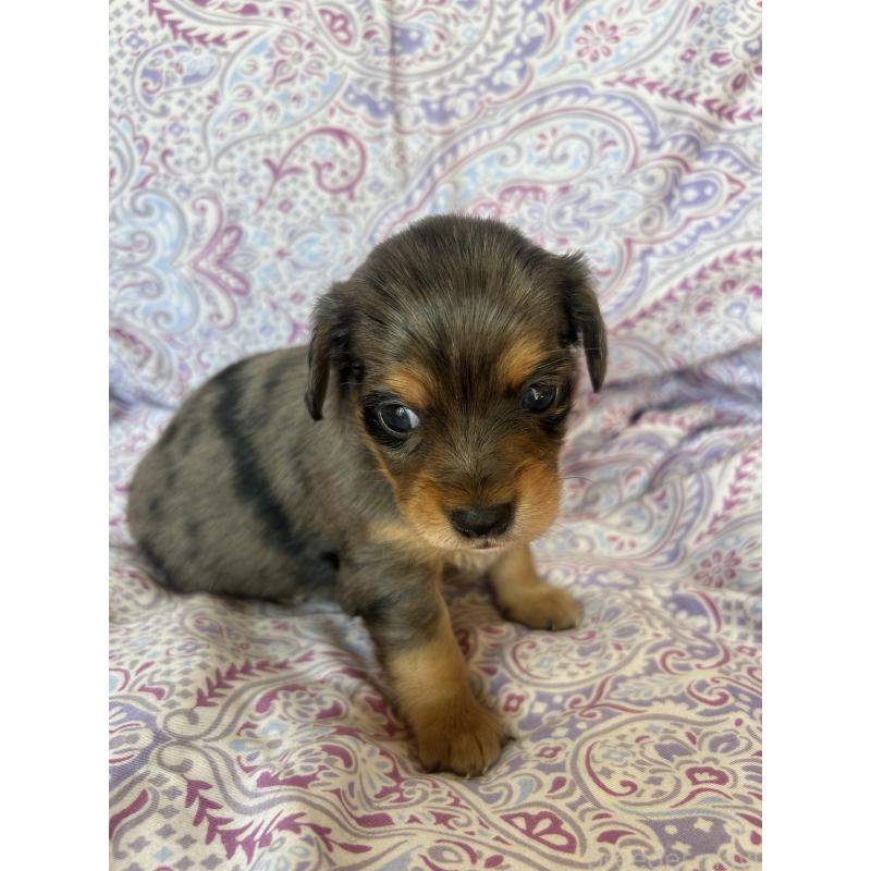 販売中の愛知県のチワックス:チワワ×ミニチュアダックスフンド-440181の4枚目