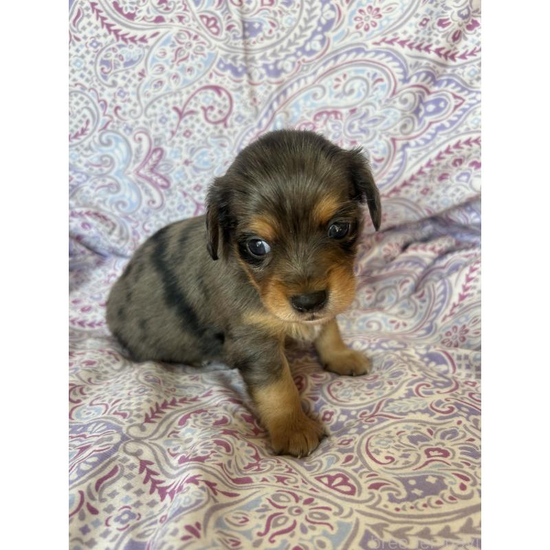 販売中の愛知県のチワックス:チワワ×ミニチュアダックスフンド-440181の3枚目