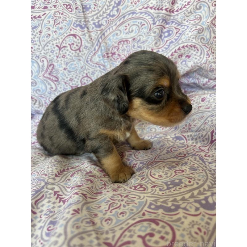 販売中の愛知県のチワックス:チワワ×ミニチュアダックスフンド-440181の2枚目