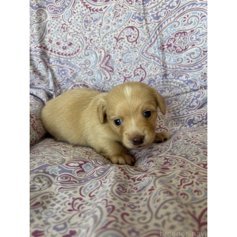 販売中の愛知県のチワックス:チワワ×ミニチュアダックスフンド-440182の4枚目