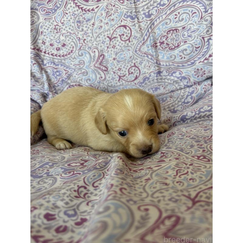 販売中の愛知県のチワックス:チワワ×ミニチュアダックスフンド-440182の3枚目