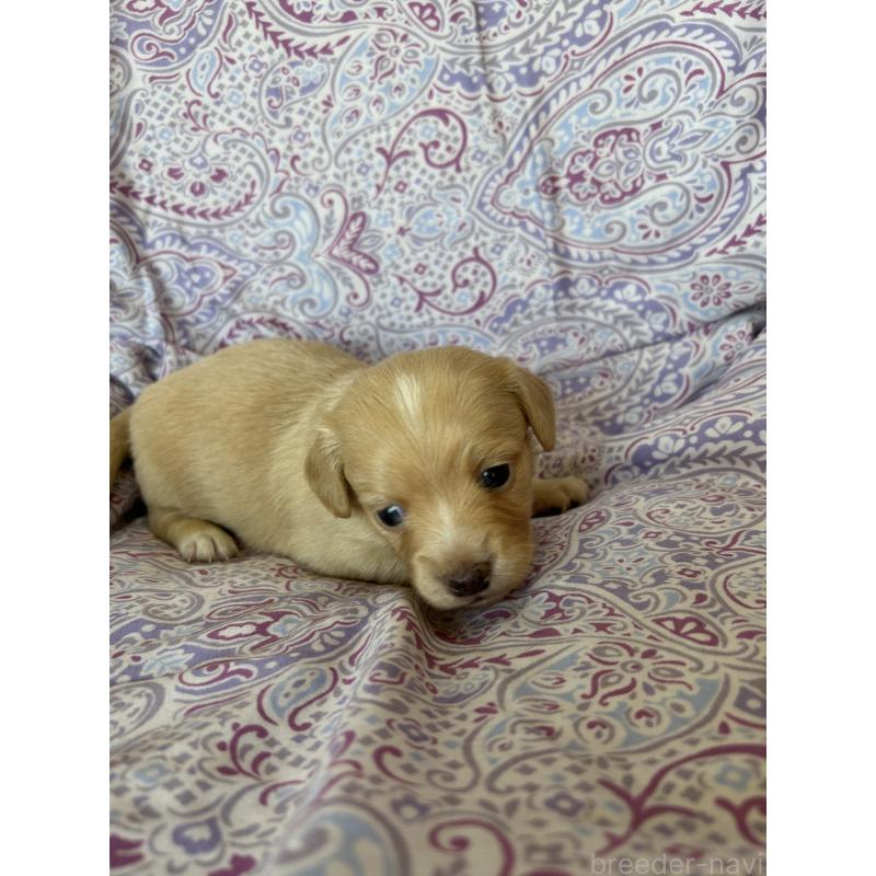 販売中の愛知県のチワックス:チワワ×ミニチュアダックスフンド-440182の2枚目