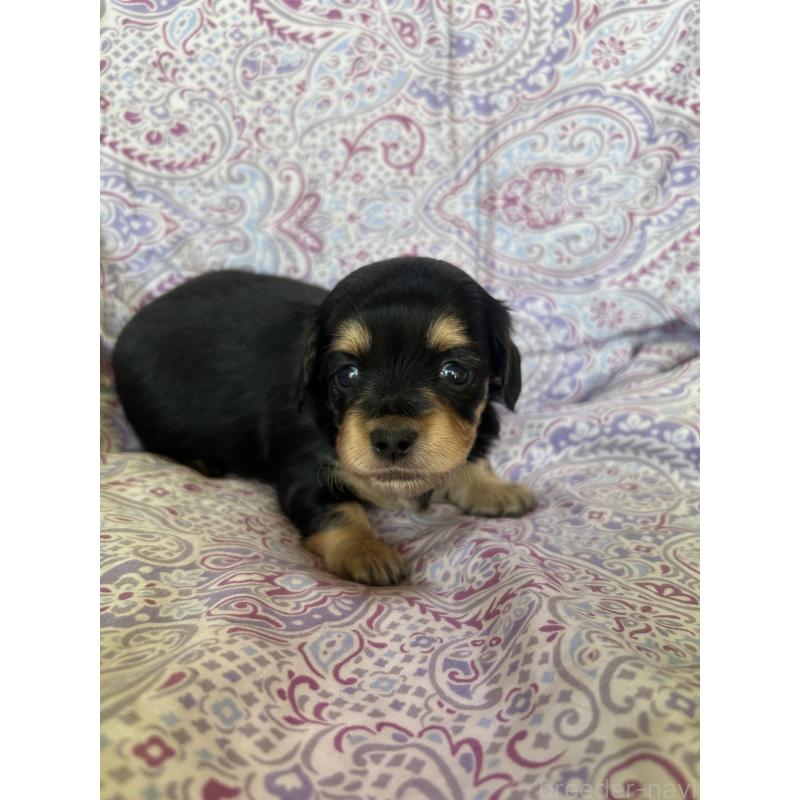 販売中の愛知県のチワックス:チワワ×ミニチュアダックスフンド-440183