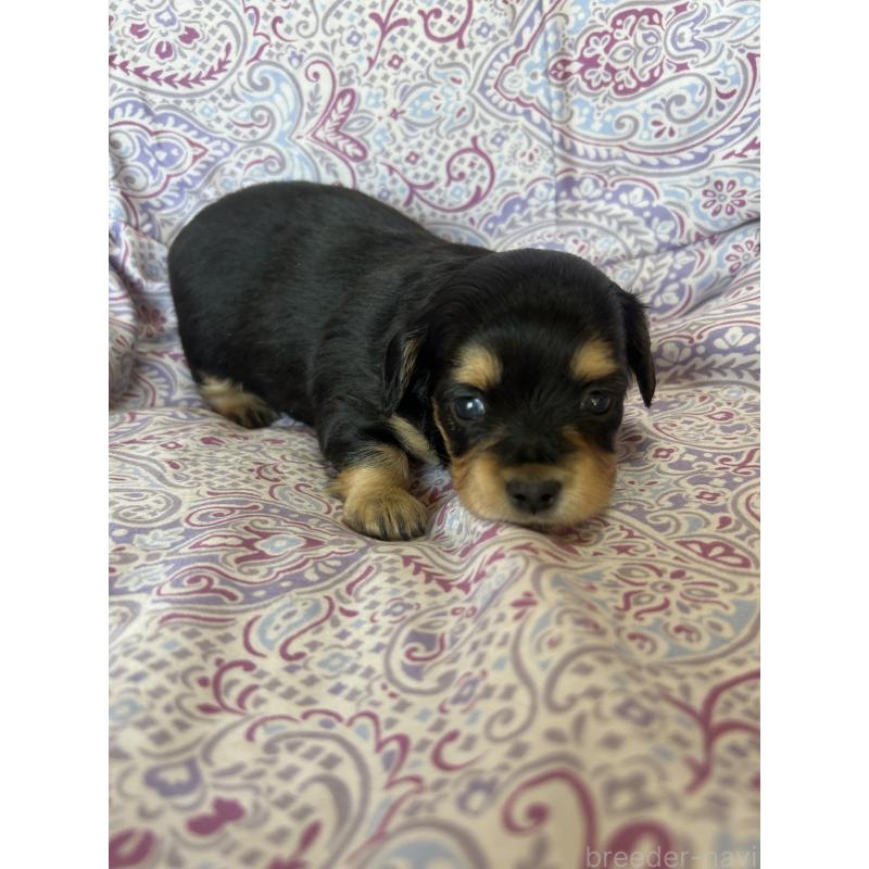 販売中の愛知県のチワックス:チワワ×ミニチュアダックスフンド-440183の6枚目