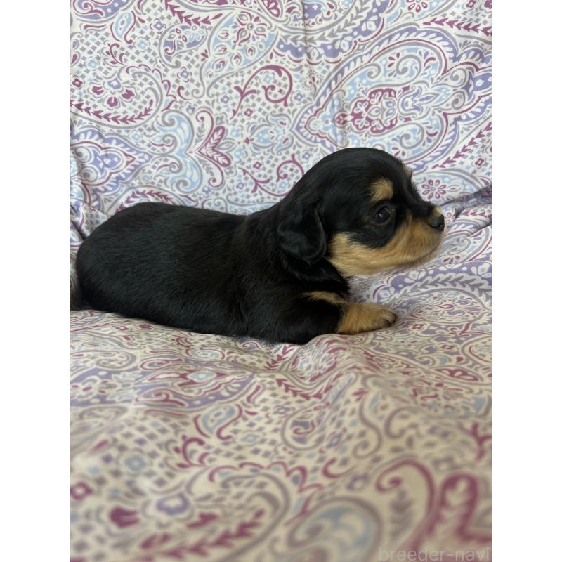 販売中の愛知県のチワックス:チワワ×ミニチュアダックスフンド-440183の5枚目