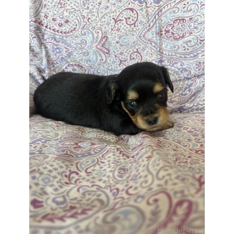 販売中の愛知県のチワックス:チワワ×ミニチュアダックスフンド-440183の4枚目