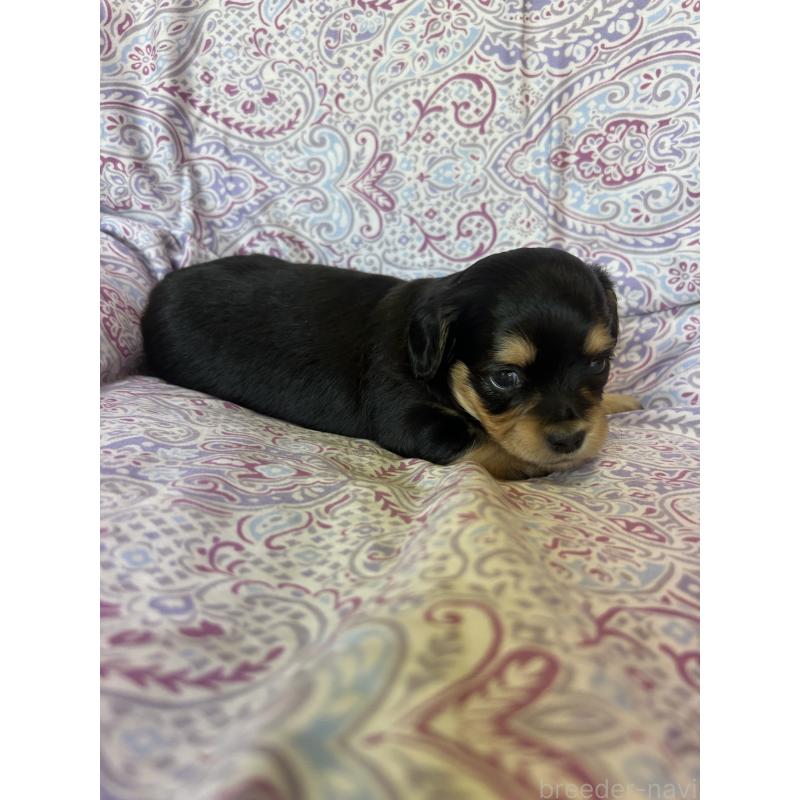 販売中の愛知県のチワックス:チワワ×ミニチュアダックスフンド-440183の3枚目