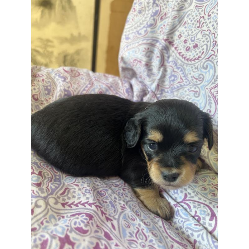 販売中の愛知県のチワックス:チワワ×ミニチュアダックスフンド-440183の2枚目