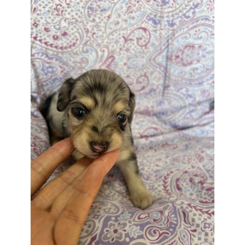 販売中の愛知県のチワックス:チワワ×ミニチュアダックスフンド-440184の4枚目
