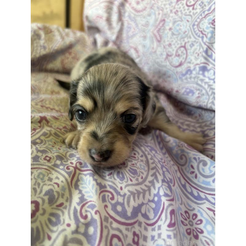 販売中の愛知県のチワックス:チワワ×ミニチュアダックスフンド-440184の3枚目