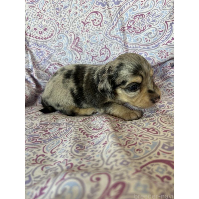 販売中の愛知県のチワックス:チワワ×ミニチュアダックスフンド-440184の2枚目