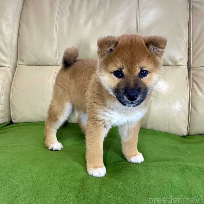 成約済の茨城県の柴犬-433851の14枚目