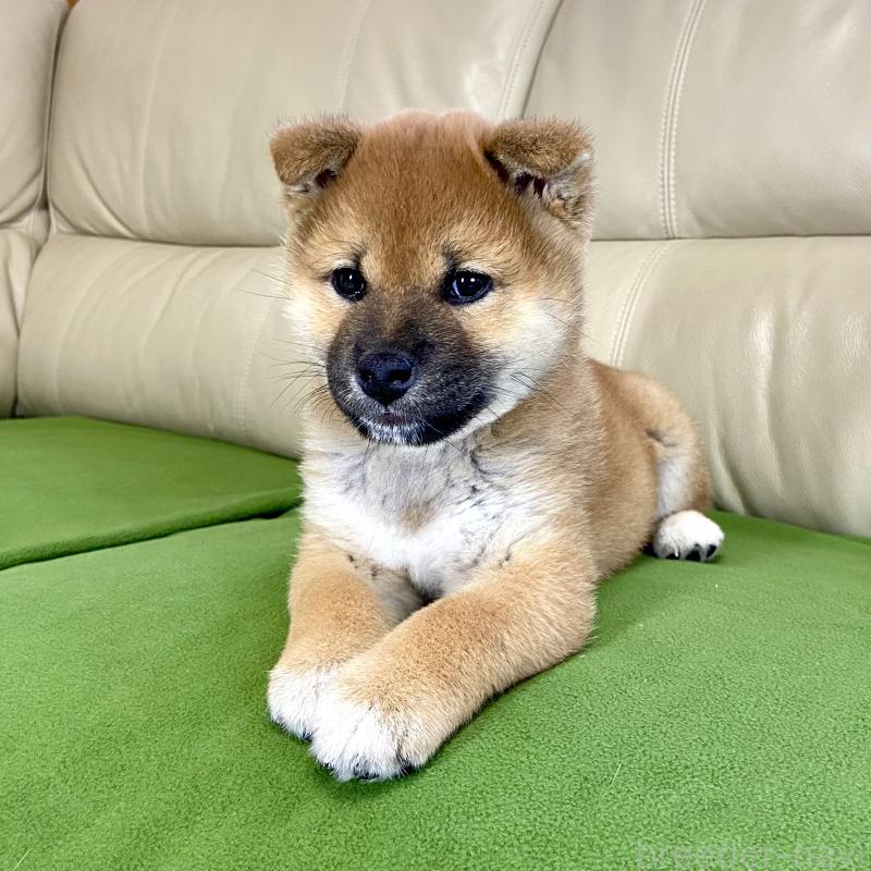 成約済の茨城県の柴犬-433851の13枚目