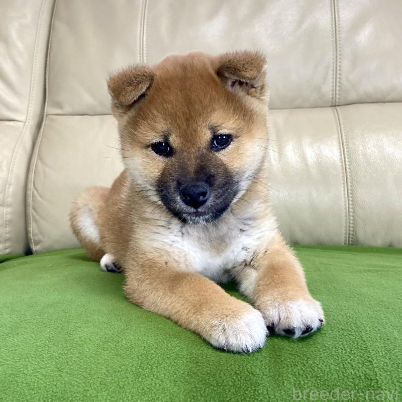 成約済の茨城県の柴犬-433851の12枚目