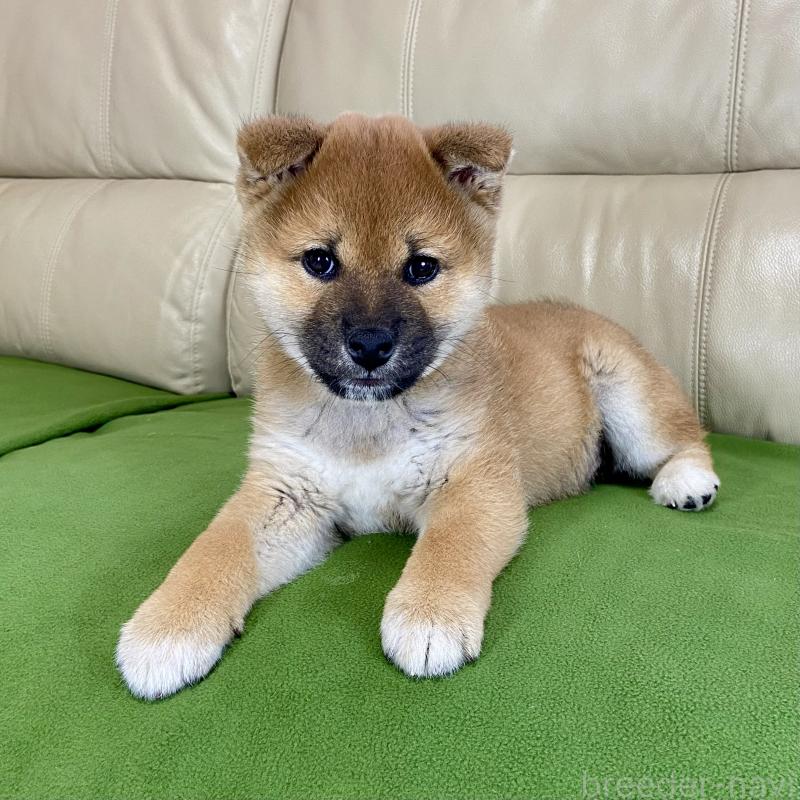 成約済の茨城県の柴犬-433851の11枚目