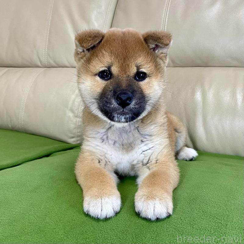 成約済の茨城県の柴犬-433851の10枚目