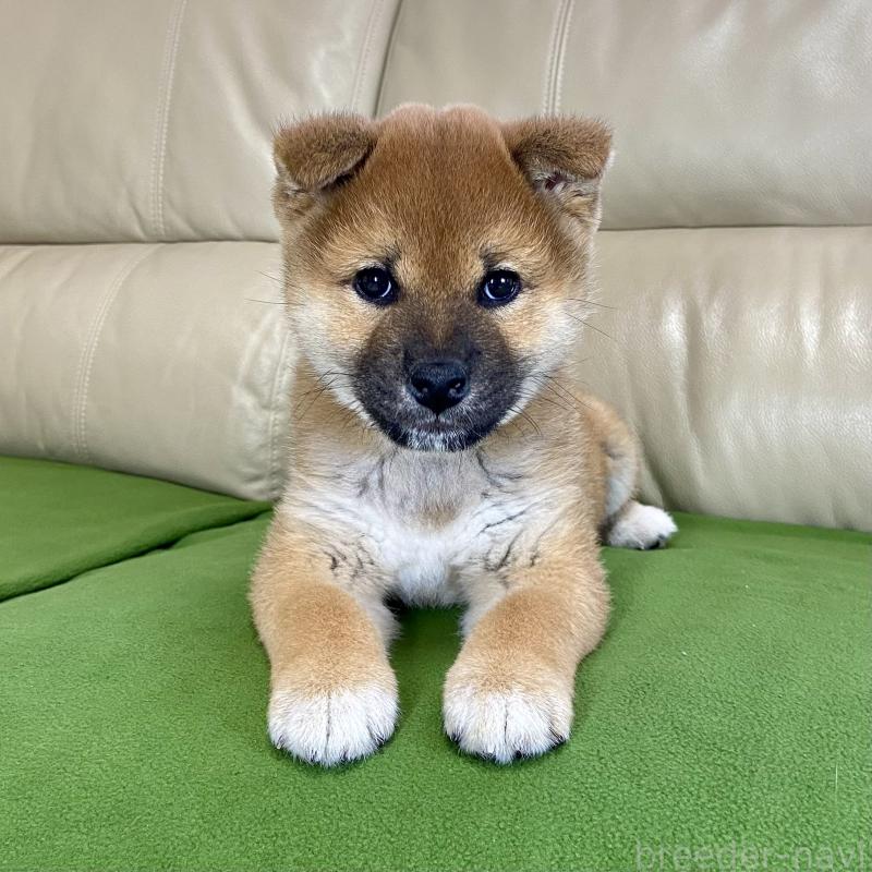 成約済の茨城県の柴犬-433851の9枚目