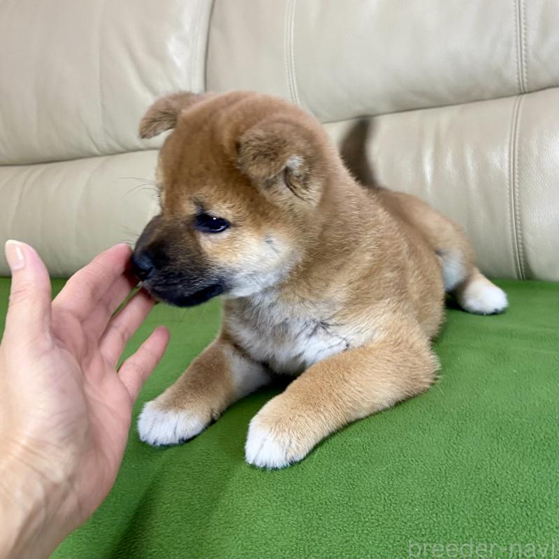 成約済の茨城県の柴犬-433851の8枚目