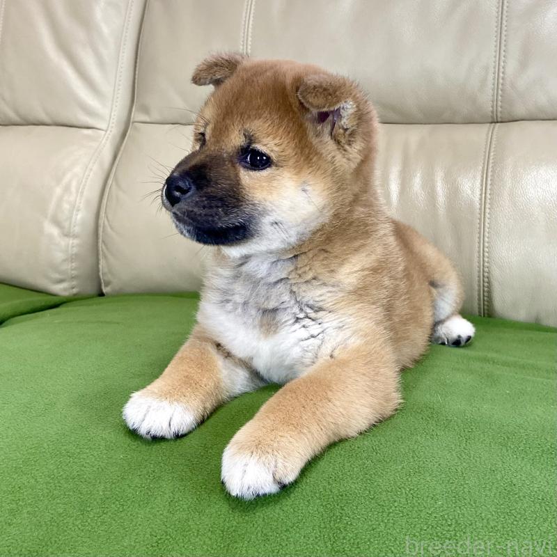 成約済の茨城県の柴犬-433851の7枚目