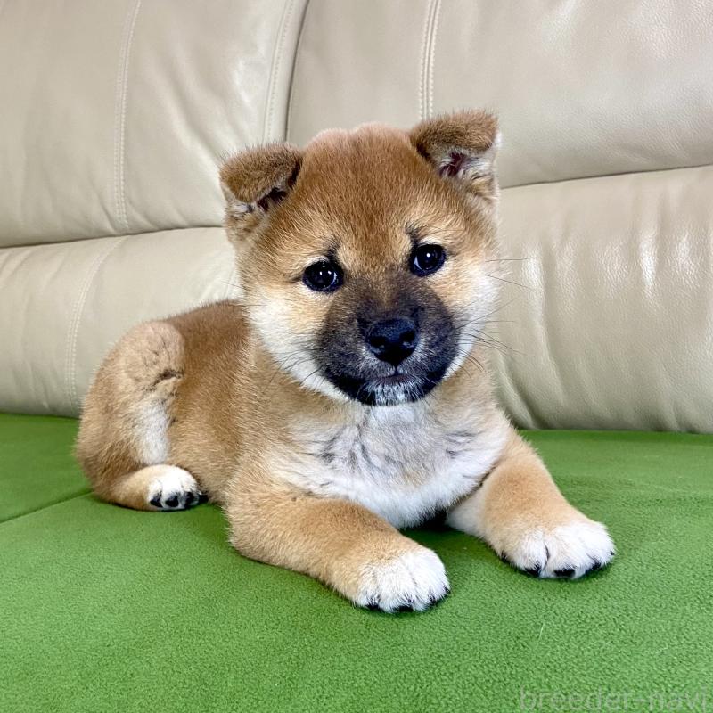 成約済の茨城県の柴犬-433851の5枚目