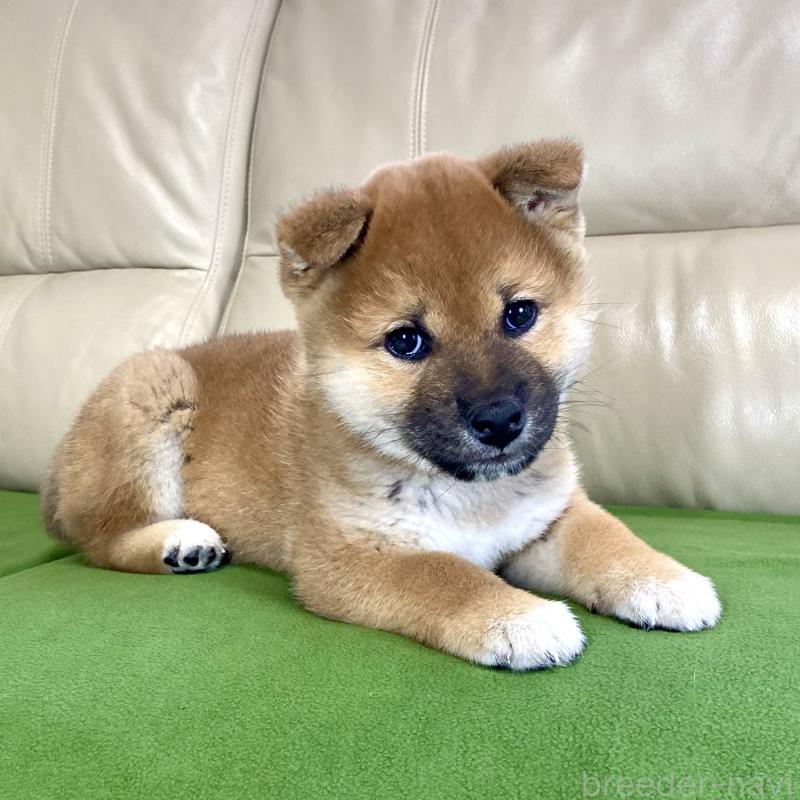 成約済の茨城県の柴犬-433851の4枚目