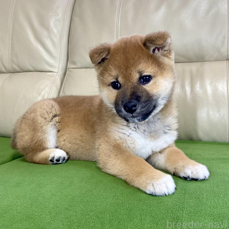 成約済の茨城県の柴犬-433851の3枚目