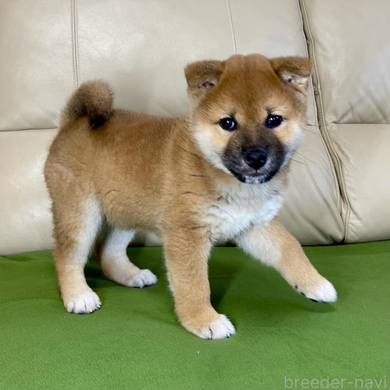 成約済の茨城県の柴犬-433851の2枚目