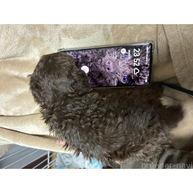 販売中の宮城県のタイニープードル-440185の4枚目