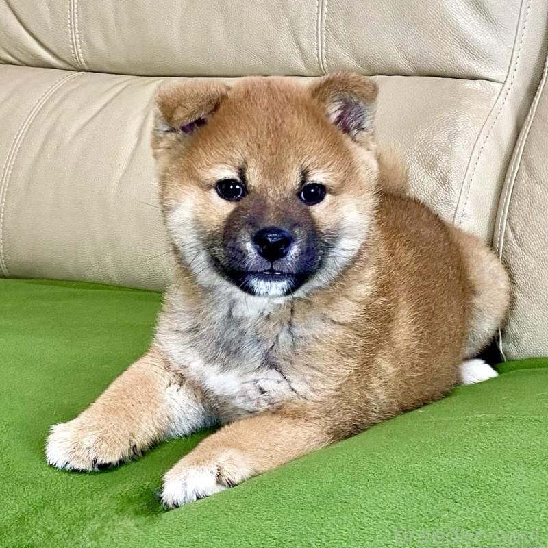 販売中の茨城県の柴犬-433845