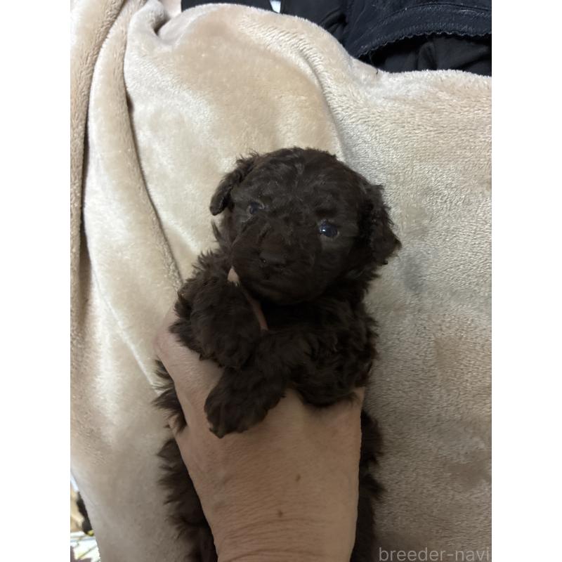 販売中の宮城県のタイニープードル-440185の3枚目