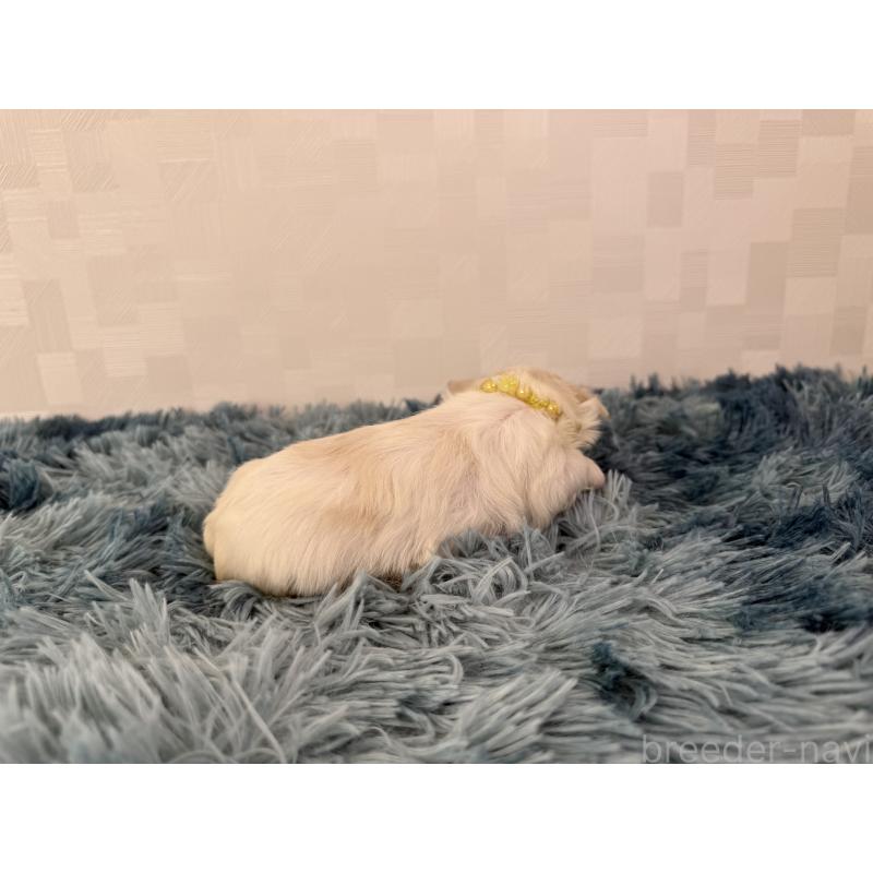 販売中の埼玉県のマルチーズ-440068の5枚目