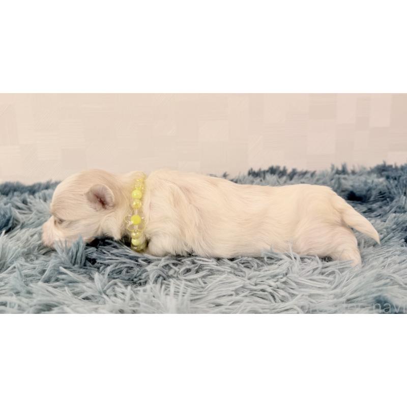 販売中の埼玉県のマルチーズ-440068の3枚目