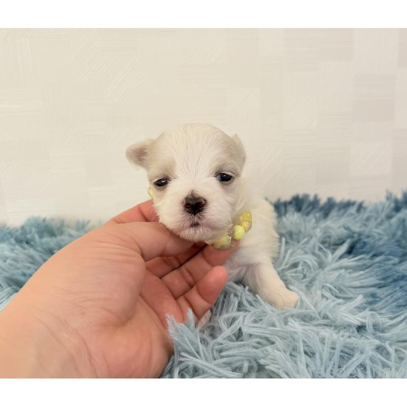 販売中の埼玉県のマルチーズ-440068の2枚目