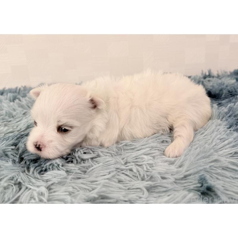 販売中の埼玉県のマルチーズ-440069の5枚目